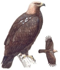 Могильник – Aquila heliaca