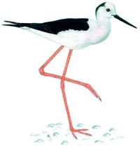 Ходулочник – Himantopus himantopus