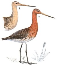 Большой веретенник – Limosa limosa