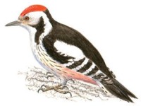 Европейский средний дятел – Dendrocopos medius medius