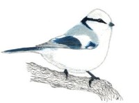 Европейская белая лазоревка – Parus cyanus cyanus