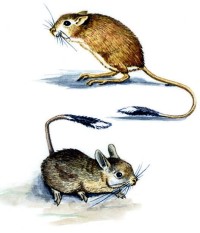 Тарбаганчик – Pygeretmus pumilio