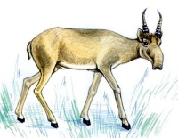 Сайга – Saiga tatarica