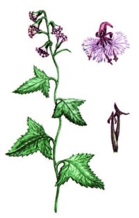 Распространение Какалия копьевидная – Cacalia hastate L.