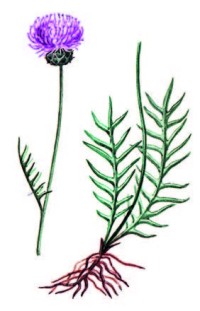 Серпуха донская – Serratula tanaitica P. Smirn.