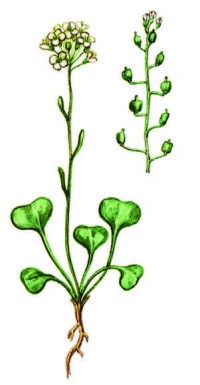 Икотник лопатчатый – Galitzkya spathulata (Steph.) V. Boczantzeva