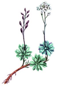 Шиверекия подольская – Schiverekia podolica (Bess.) Andrz. ex DC.