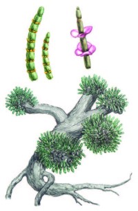 Ежовник меловой – Anabasis cretacea Pall.