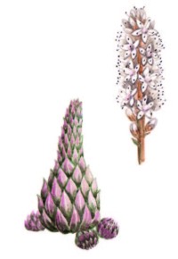 Горноколосник щитковый – Orostachys thyrsiflora Fisch.