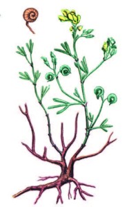 Люцерна решетчатая – Medicago cancellata Bieb.