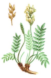 Остролодочник Ипполита – Oxytropis hippolyti Boriss.