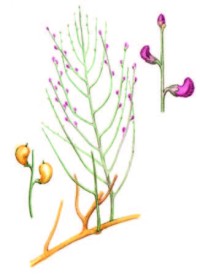 Эремоспартон безлистный – Eremosparton aphyllum (Pall.) Fisch. ex C.A. Mey.