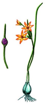 Гусиный лук ненецкий – Gagea samojedorum Grossh.