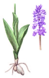 Ятрышник шлемоносный – Orchis militaris L.