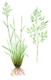 Чий блестящий – Achnatherum splendens (Trin) Nevski