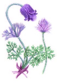 Прострел луговой – Pulsatilla pratensis (L.) Mill.