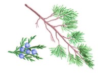 Можжевельник казацкий – Juniperus sabina L.