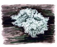 Ежовик коралловидный – Hericium coralloides (Scop.: Fr.) Pers.