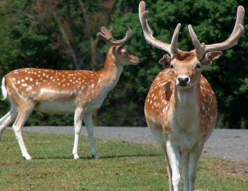 Пятнистые олени