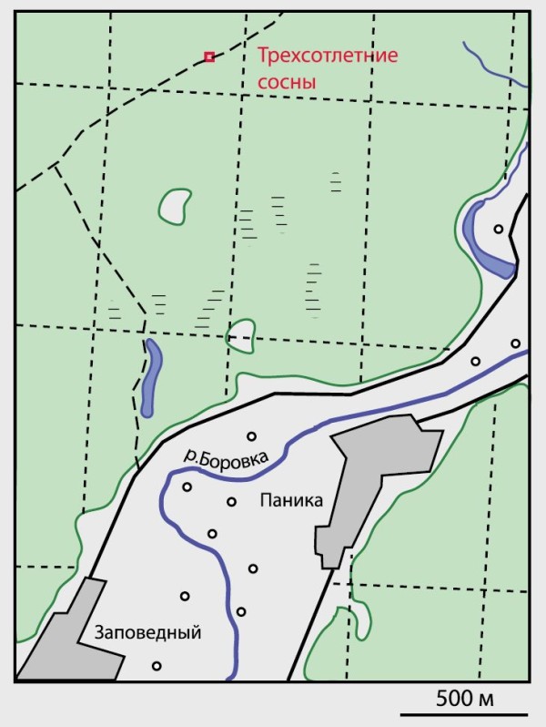 Трехсотлетние сосны