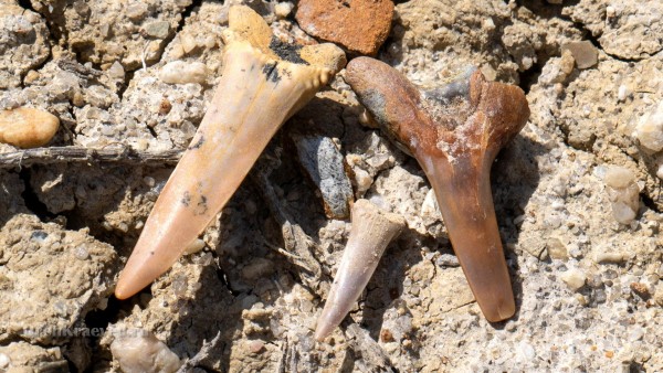 Зубы акул мелового периода