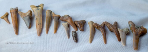 Зубы акул мелового периода