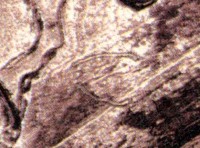 Курган с «усами» Солончанка I