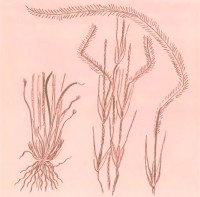 Ковыль уклоняющийся Stipa anomala P. Smirn s.str. (excl. Stipa sabulosa (Pacz.) Sljuss.)