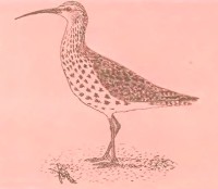 Тонкоклювый кроншнеп Numenius tenuirostris Vieillot, 1817