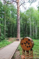 «Царица-сосна» заняла третье место на конкурсе «Российское дерево года»