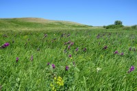 В Оренбуржье появится новая особо охраняемая природная территория